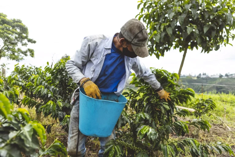 AnyConv.com__worker-harvesting-coffee-fruits-on-plantation-2026-01-11-11-12-30-utc